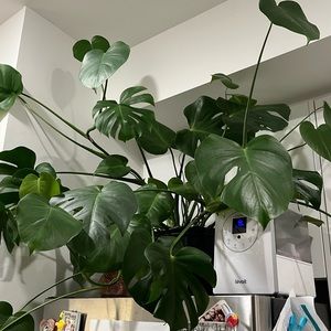 HEALTHY LARGE MONSTERA LIVE HOUSE PLANT CLIPPING